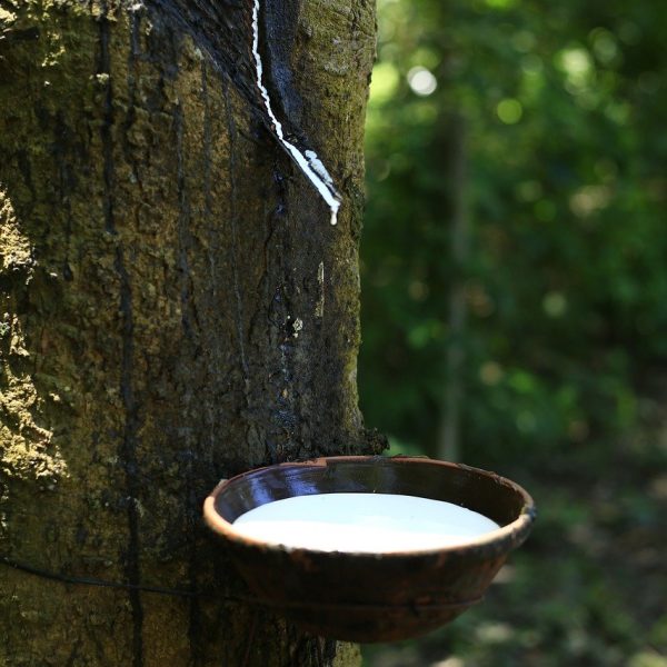 heveicultura-fazenda-cruz-alta